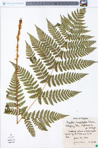 Dryopteris campyloptera image