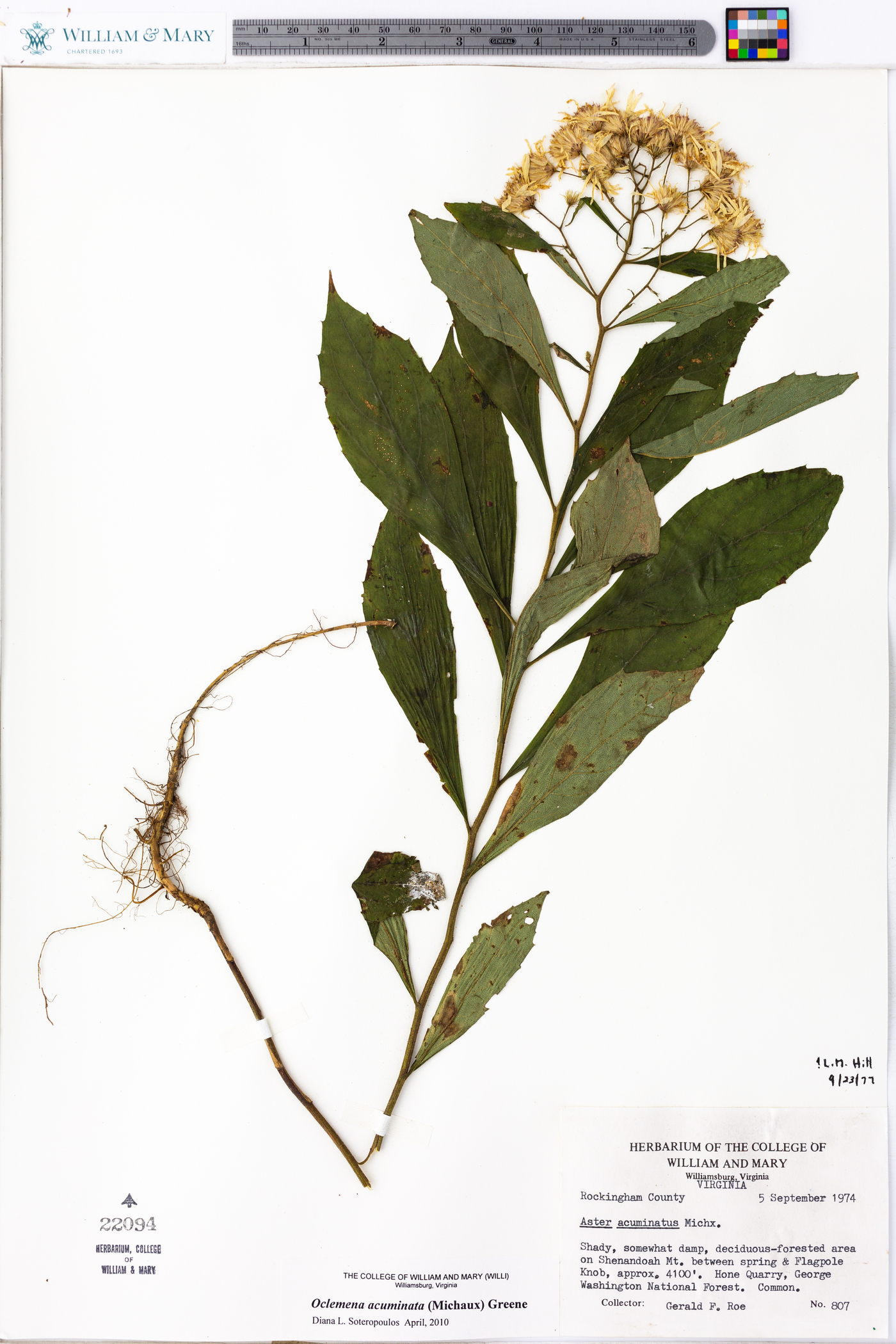 Oclemena acuminata image