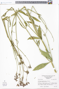 Verbena brasiliensis image