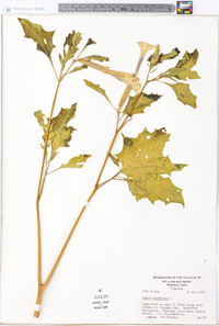 Datura stramonium image