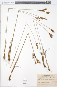 Juncus secundus image