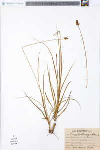 Carex muehlenbergii var. enervis image