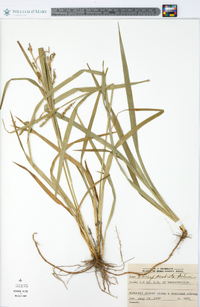 Carex scabrata image