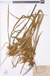 Carex complanata image