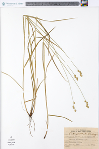 Carex normalis image