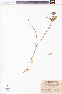 Chaerophyllum procumbens image