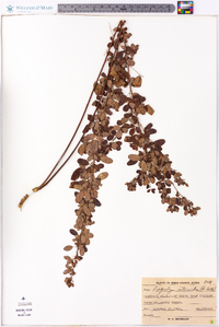 Lespedeza intermedia image