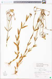 Sabatia quadrangula image