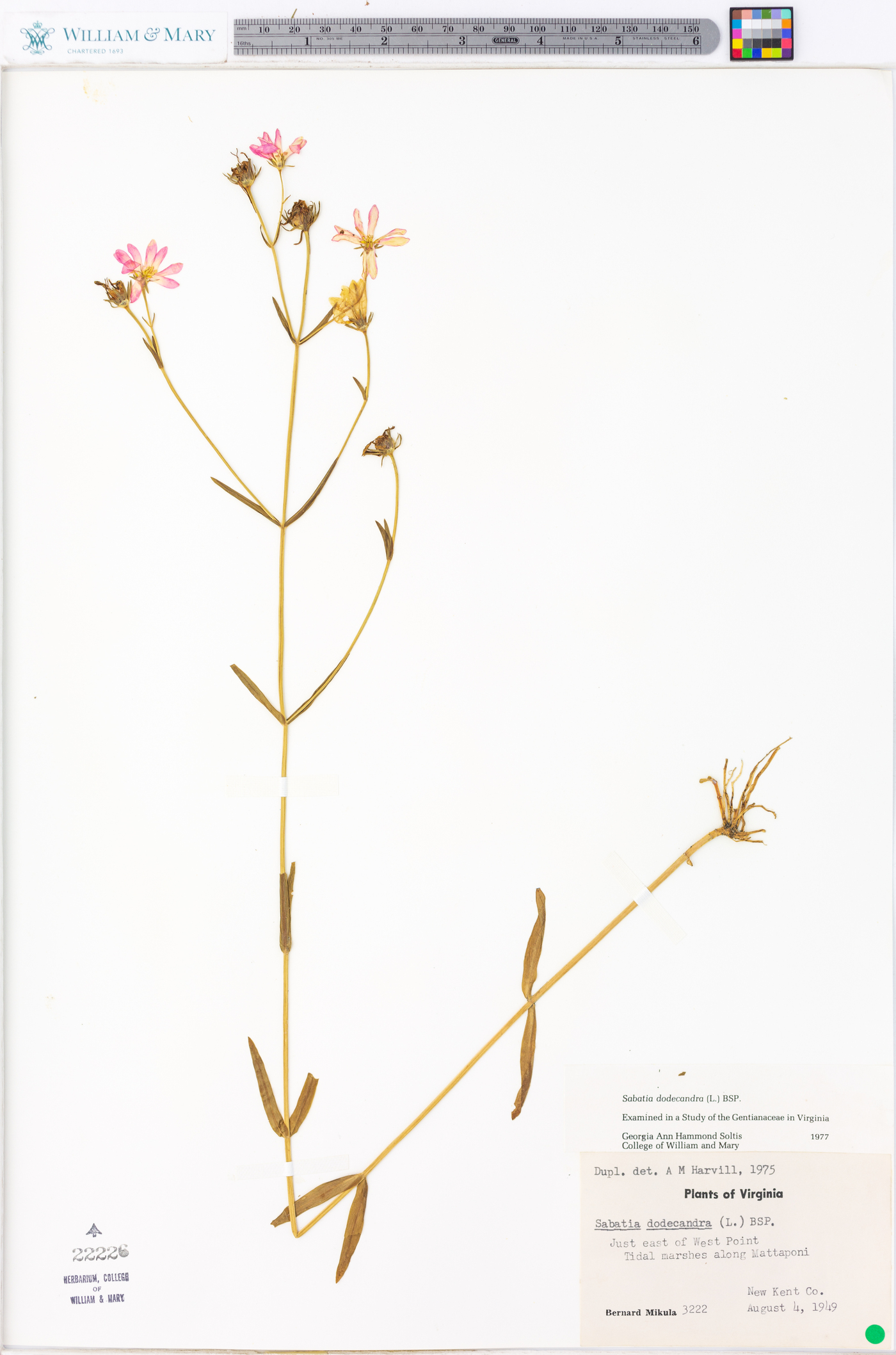 Sabatia dodecandra image