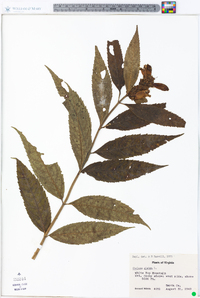 Image Associated With the Occurence