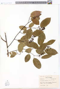 Berchemia scandens image