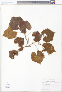 Vitis rotundifolia image