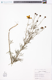 Coreopsis verticillata image