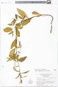 Oenothera fruticosa subsp. glauca image