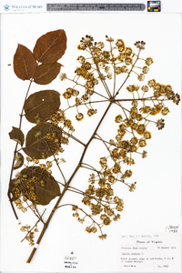 Aralia spinosa image