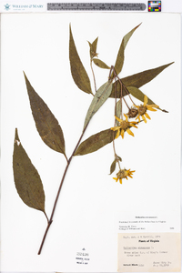 Helianthus strumosus image