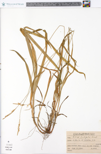 Carex hirtifolia image