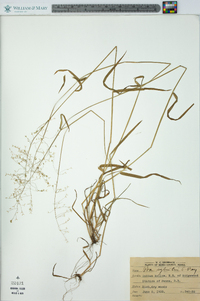 Poa sylvestris image