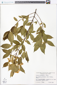 Cornus sericea subsp. sericea image