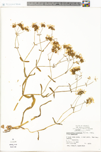 Valerianella longiflora f. longiflora image
