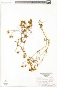 Valerianella longiflora image