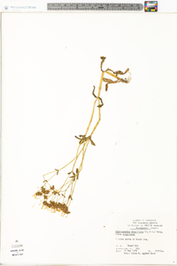 Valerianella longiflora f. longiflora image