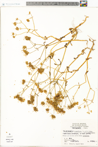 Valerianella longiflora image