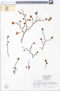 Vaccinium elliottii image