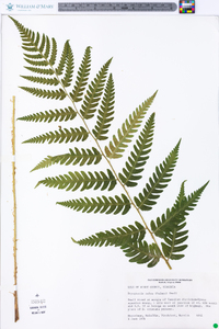 Dryopteris celsa image