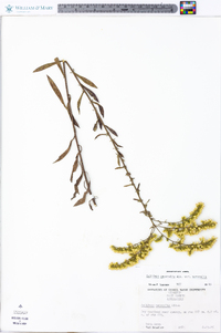 Solidago nemoralis var. nemoralis image