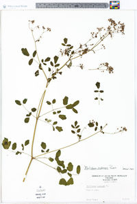 Thalictrum pubescens image