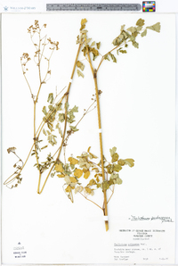 Thalictrum pubescens image