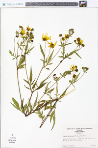 Bidens aristosa image