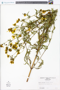 Bidens aristosa image