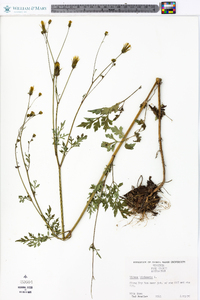 Bidens bipinnata image