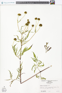 Bidens polylepis image