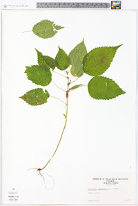 Image Associated With the Occurence