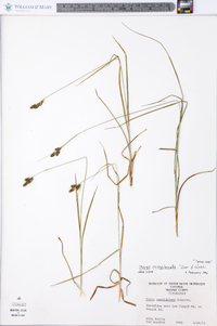 Carex complanata image