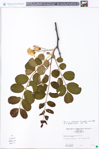 Robinia kelseyi image