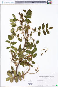 Robinia hispida image