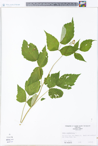 Rubus occidentalis image