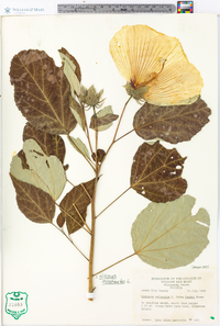 Hibiscus moscheutos image