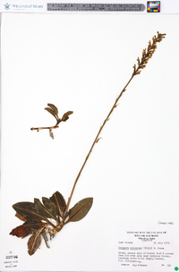 Goodyera pubescens image