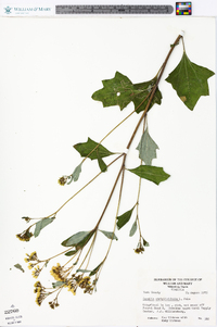 Arnoglossum atriplicifolium image