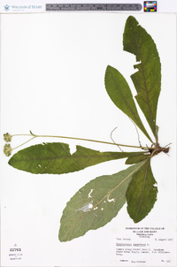 Elephantopus tomentosus image