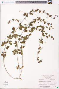 Lespedeza repens image