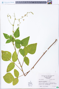 Desmodium canescens image