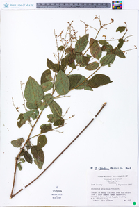 Desmodium glabellum image