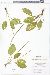 Plantago rugelii image