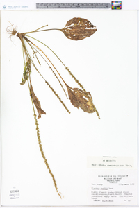 Plantago rugelii image